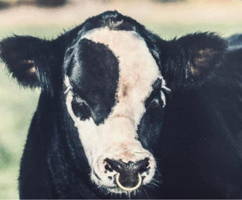 FLUFFY COWS HAIR CARE SUPPLEMENTS – Matt Lautner Cattle Online Store
